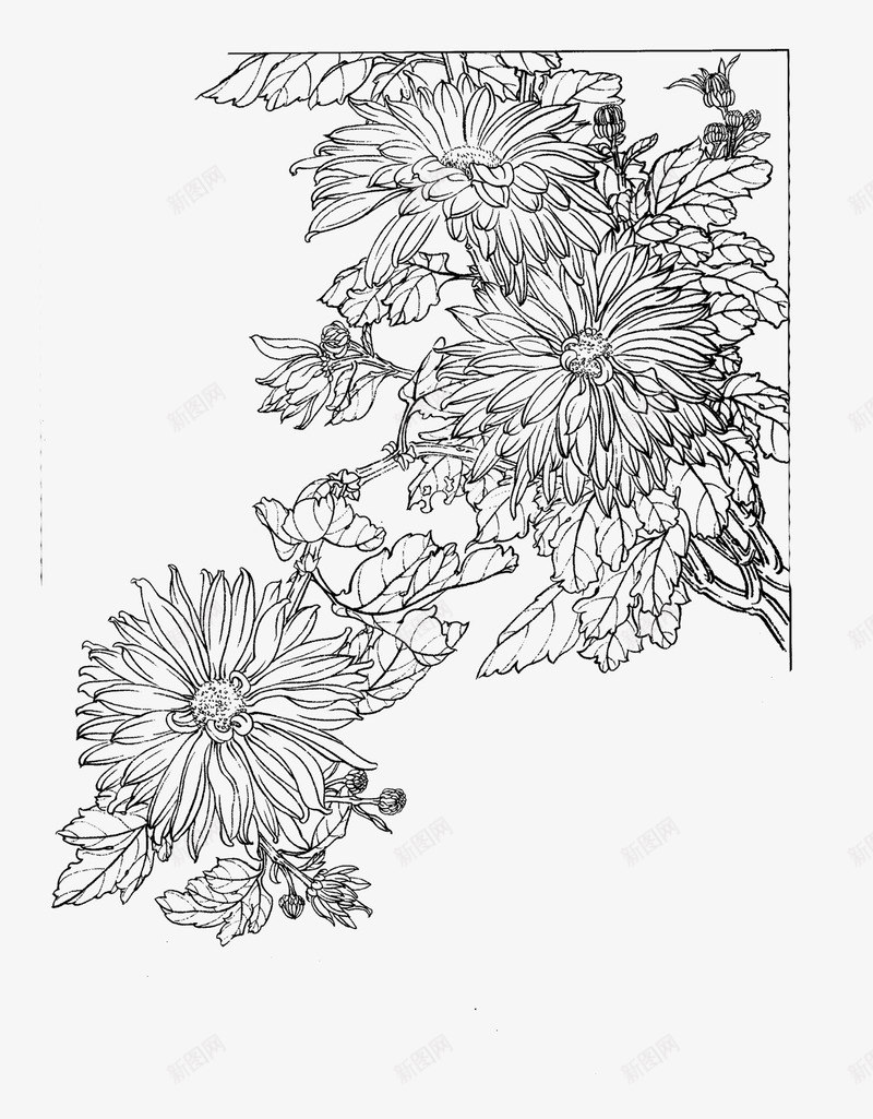 菊花圖 111939142.jpg