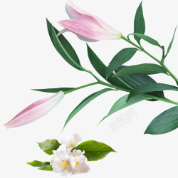 白色茉莉花卉免费下载粉红色百合花白色花朵花卉素高清图片