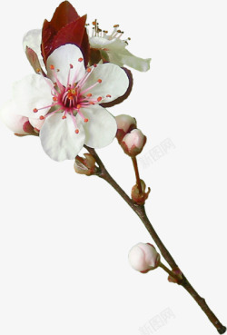白色花朵樱花装饰素材
