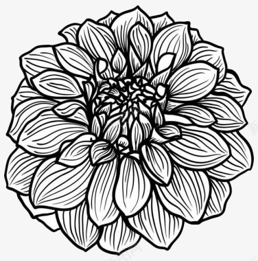 手绘线描菊花图标图标