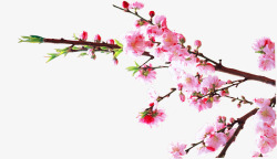 植物海报桃花树枝效果素材