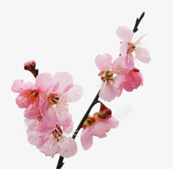 桃花枝头枝头的桃花高清图片