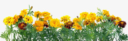黄色菊花素材黄色菊花丛高清图片