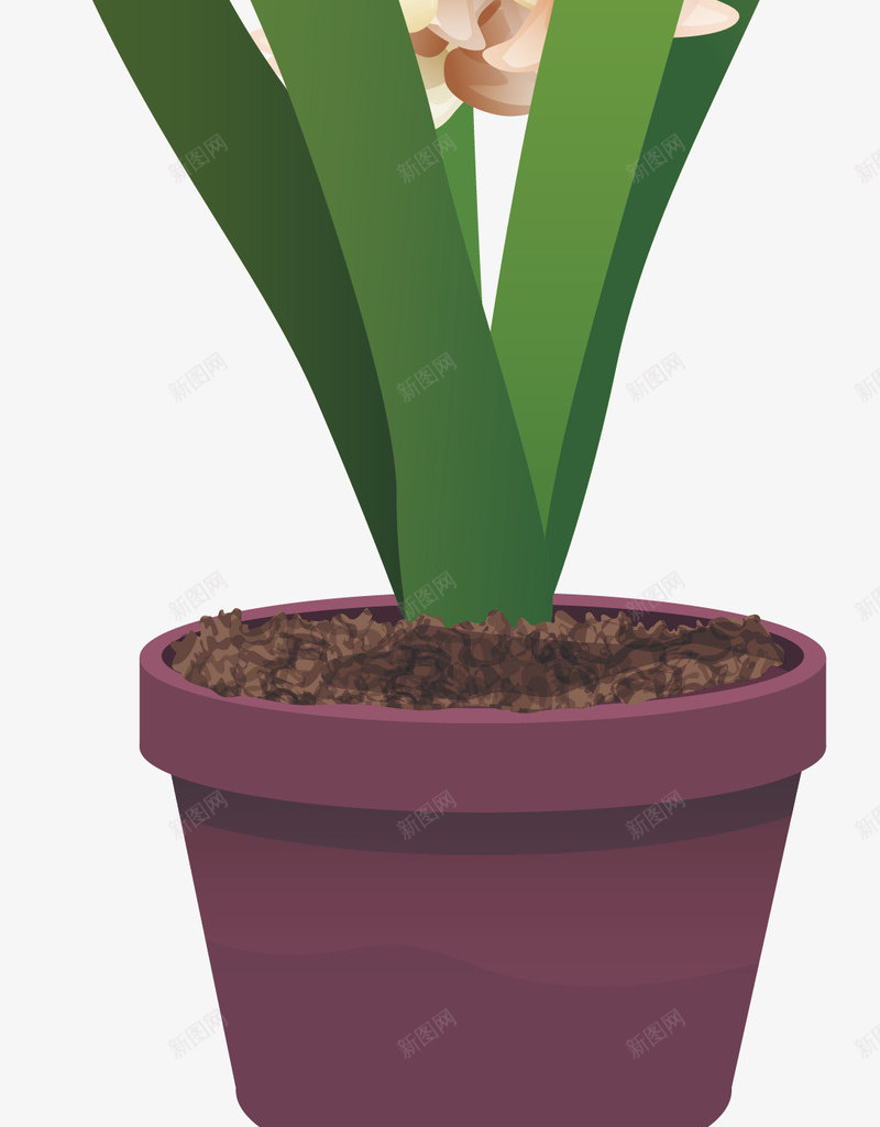 香槟色风信子png免抠素材_88icon https://88icon.com 植物盆栽 盆栽 矢量png 美丽花卉 风信子 香槟色