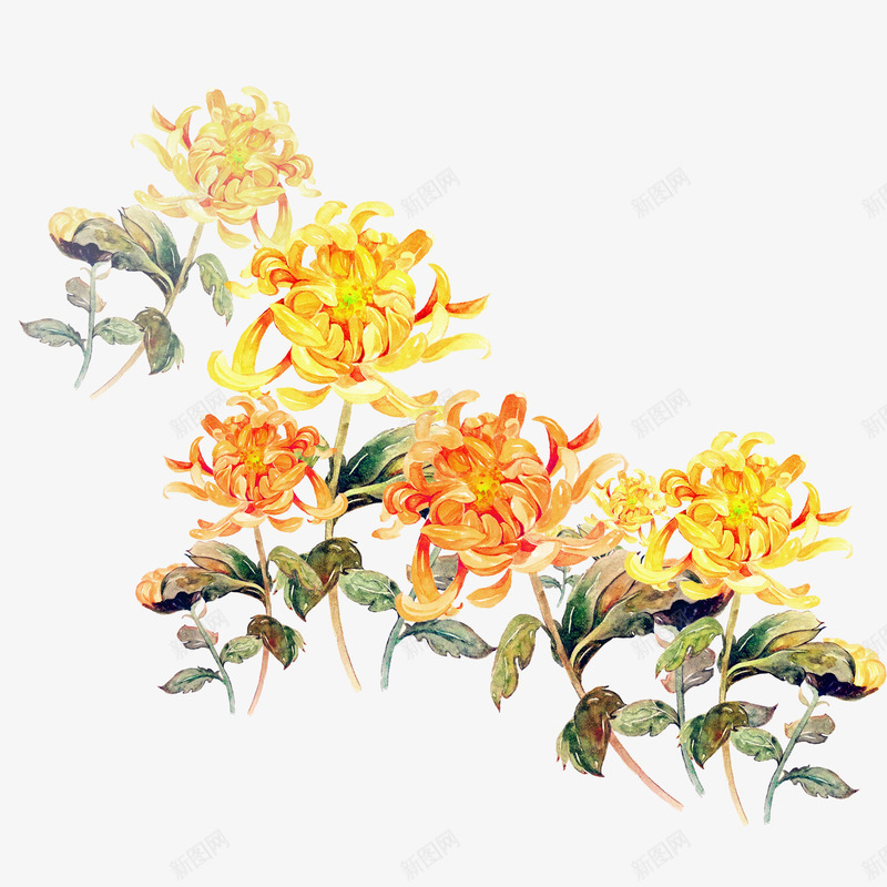 菊花psd免抠素材_88icon https://88icon.com PSD免抠 免抠大图 花卉 菊花 菊花图案 菊花花束 高清免抠 鲜花