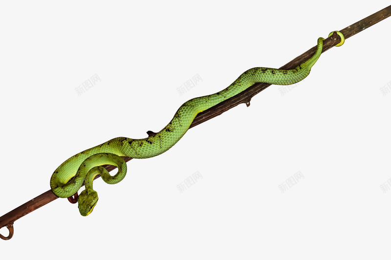 蛇盘在树枝的绿蛇png免抠素材_88icon https://88icon.com 动物 树枝 毒蛇 猛兽 蛇