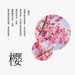 樱花花语素材