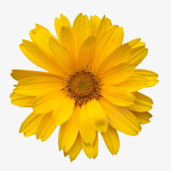 手绘鲜花花卉图案黄色花朵素材