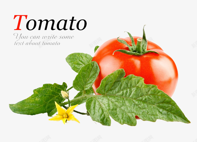 Tomatopng免抠素材_88icon https://88icon.com 树叶 番茄 绿叶 花卉 西红柿