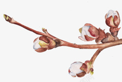 枝头的梨花桃花花蕊高清图片
