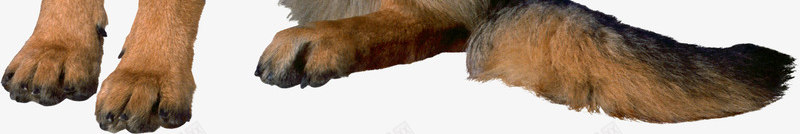 卡通坐着的牧羊犬png免抠素材_88icon https://88icon.com 免抠图 动物 小狗 抠图 插画 牧羊犬 装饰画