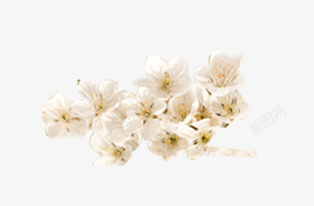 一枝成簇白色樱花png免抠素材_88icon https://88icon.com 一枝 成簇 樱花 白色