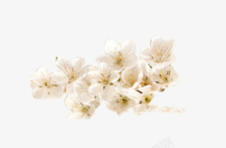 一枝成簇白色樱花素材