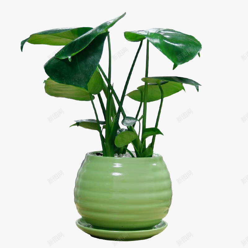 室内花卉png免抠素材_88icon https://88icon.com 植物 绿色花盆 耐阴 龟背竹