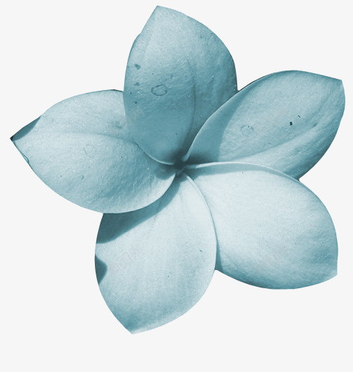 鲜花边框植物花卉蓝png免抠素材_88icon https://88icon.com 唯美背景图片 抽象花朵 精美 花 花卉图案 花朵 花朵图片 蓝色 鲜花背景