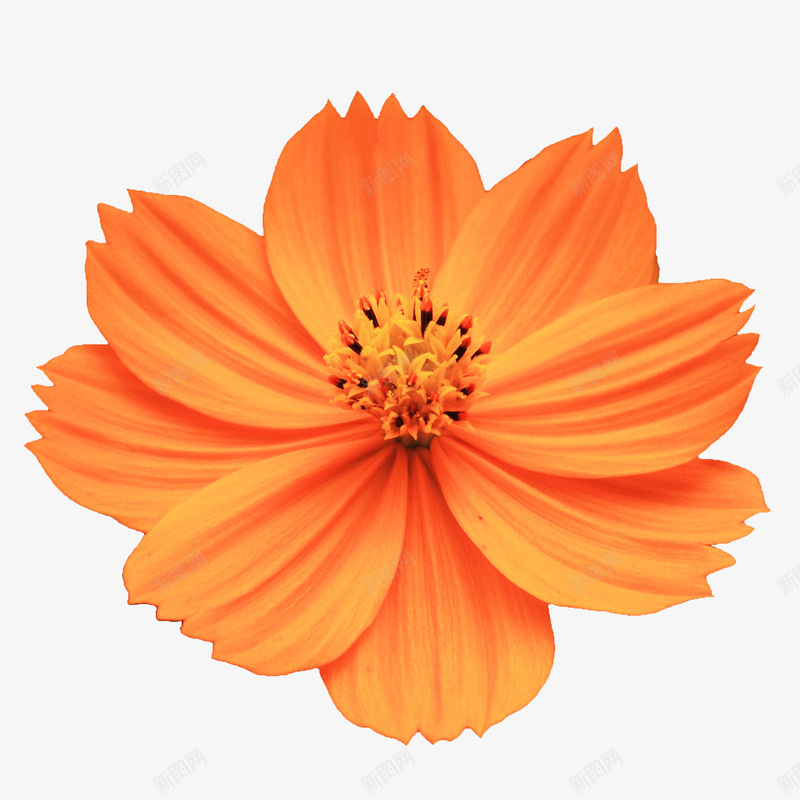 鲜花绿植花卉png免抠素材_88icon https://88icon.com 创意花卉图片 抽象花朵 花朵 鲜花元素 鲜花图片素材 鲜花背景 鲜花背景素材