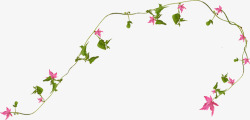 花卉藤条藤蔓装饰高清图片