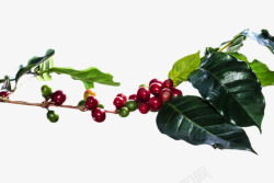 树枝上的咖啡果实物素材