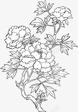 黑白花朵线稿画稿素材