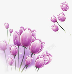 紫色郁金香花素材
