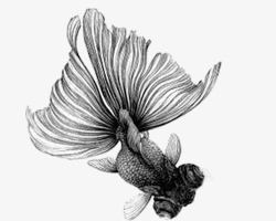 素描金鱼素材