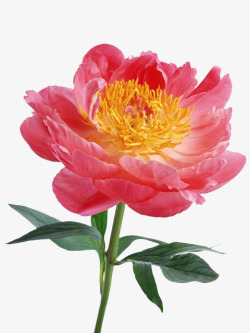 鲜花背景唯美背景素材