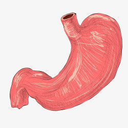 彩色圆弧肠胃元素矢量图素材