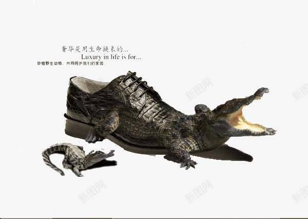 鳄鱼皮png免抠素材_88icon https://88icon.com 保护 公益 创意 动物 海报 设计 鳄鱼 鳄鱼皮