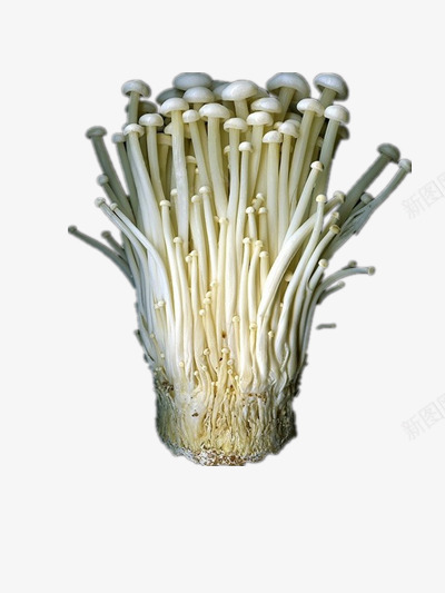 金针菇png免抠素材_88icon https://88icon.com 健康 白色 营养 金针菇