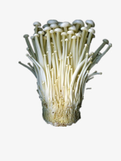 营养丰富的金针菇金针菇高清图片