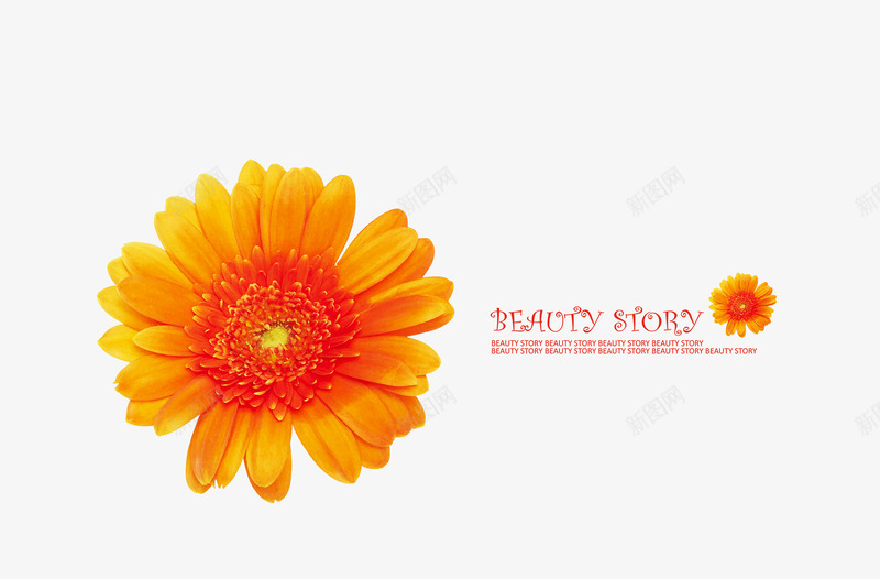 植物花朵系类化妆品海报背景png免抠素材_88icon https://88icon.com 化妆品 化妆品素材 海报 海报素材 背景 花朵海报