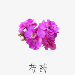 芍药素材