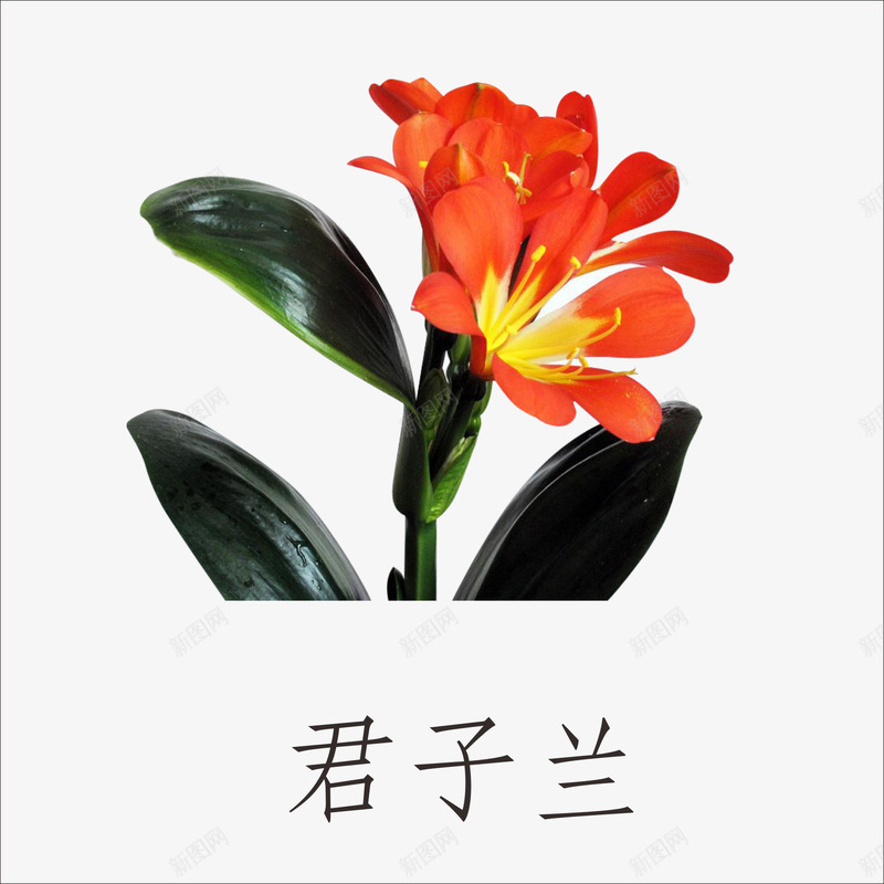 君子兰png免抠素材_88icon https://88icon.com 小植物 鲜花