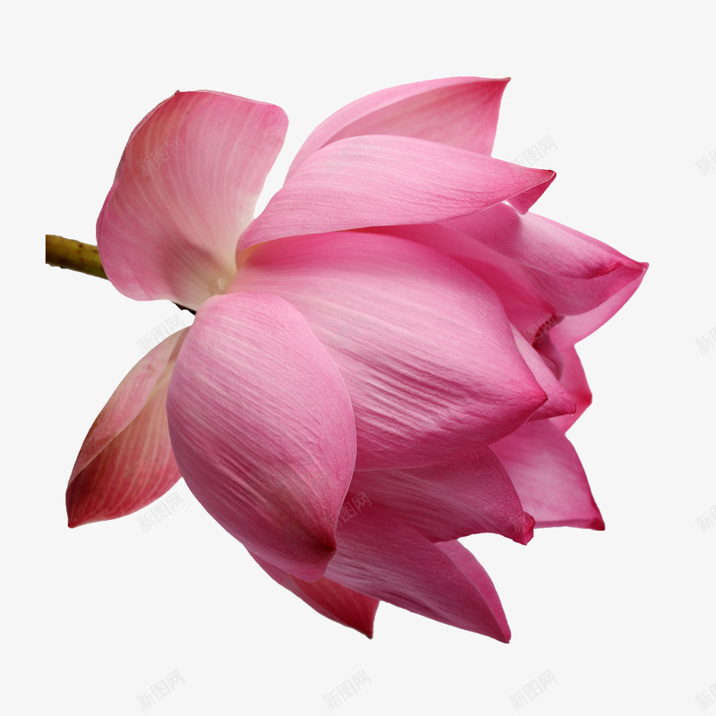 花朵抽象鲜花粉色荷花png免抠素材_88icon https://88icon.com 卡通鲜花 唯美 抽象花朵 粉色 粉花 花朵 花朵素材 花束 花瓣 荷花 鲜花 鲜花图片