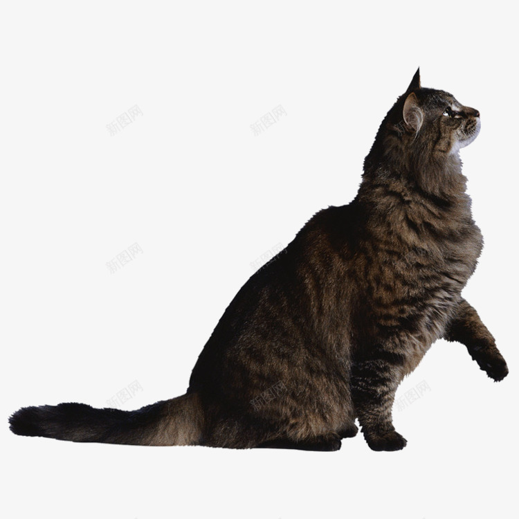 猫咪侧面png免抠素材_88icon https://88icon.com 动物 可爱 猫 猫咪