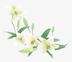 白色的百合花素材