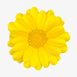 手绘花朵植物花卉黄色素材