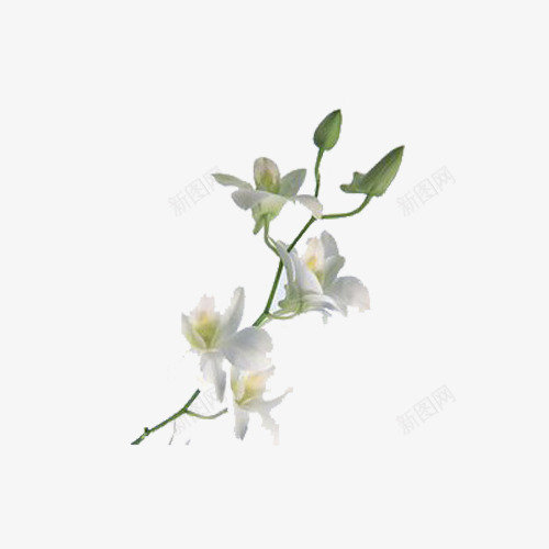 清香的百合花png免抠素材_88icon https://88icon.com 清香 漂浮素材 百合花 鲜花
