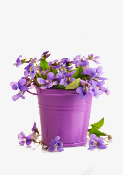 铁桶中的紫色小花素材