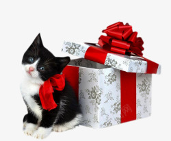 黑色猫咪礼物盒子素材