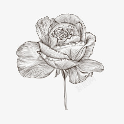 黑白手绘玫瑰花素材