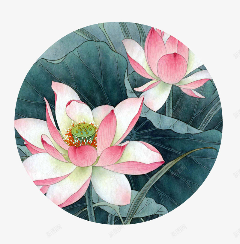 国画荷花png免抠素材_88icon https://88icon.com 国画 工笔画 工笔荷花 花朵 荷花