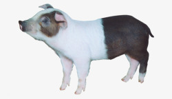 黑白宠物猪两级分化的素材