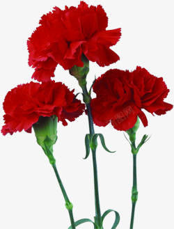 红色鲜花康乃馨花朵母亲节素材