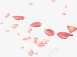 粉色鲜花礼品花瓣节日素材