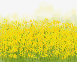 金黄的季节三月赏花季节油菜花插画高清图片