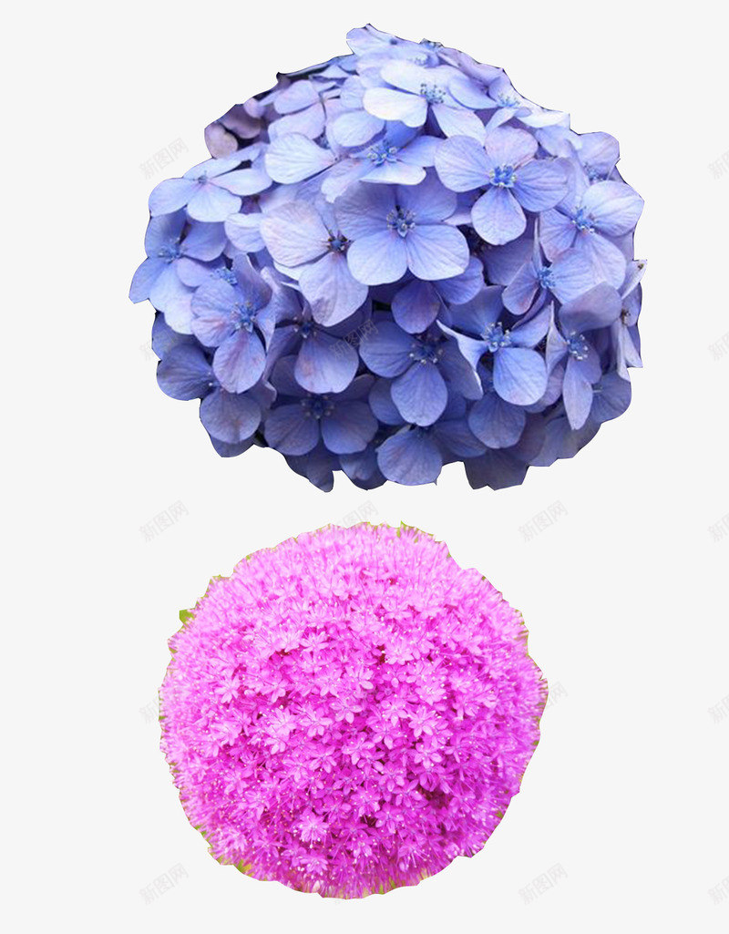 鲜花摄影png免抠素材_88icon https://88icon.com 产品实物 底纹 摄影 粉红花簇 花朵 花球 蓝色花朵 鲜花