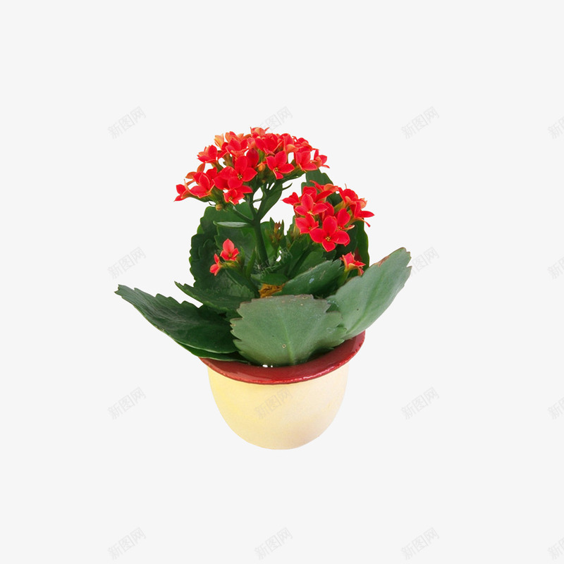 花卉元素png免抠素材_88icon https://88icon.com 植物 盆摘 绿色 花儿 花卉 花卉元素 花瓶 花盆 鲜花