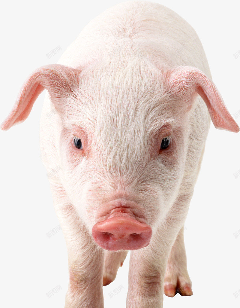小猪装饰png免抠素材_88icon https://88icon.com 动物 小猪 白色的猪 矢量装饰 装饰
