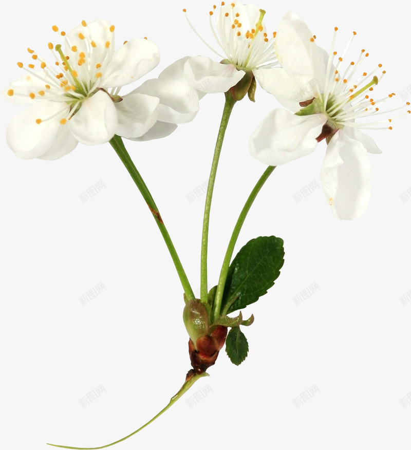 白色花朵png免抠素材_88icon https://88icon.com 叶子 橙色花蕾 花枝 鲜花